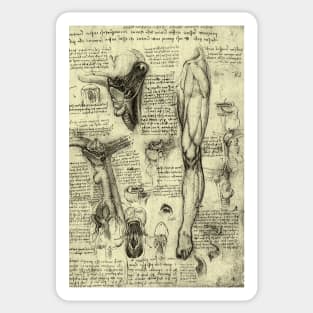 Human Anatomy Leg and Larynx by Leonardo da Vinci Sticker